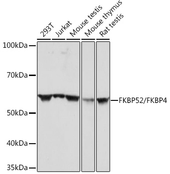 FKBP52/FKBP4 Monoclonal Antibody [3Q6H2]