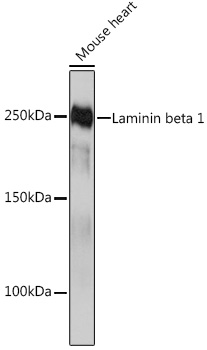 Laminin beta 1 Monoclonal Antibody [6I9T4]
