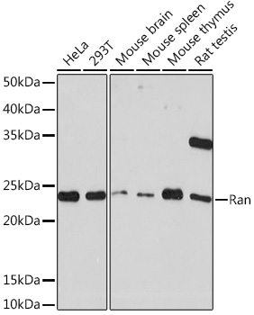 Ran Monoclonal Antibody [6S5X5]