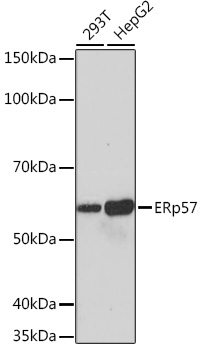 ERp57 Monoclonal Antibody [9S9X4]
