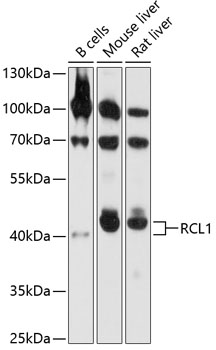 RCL1 Polyclonal Antibody