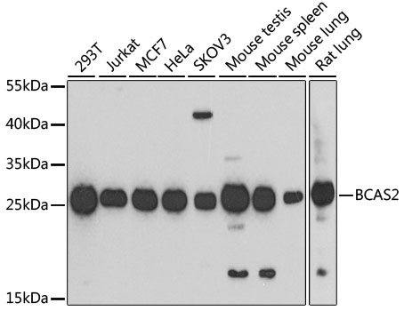 BCAS2 Polyclonal Antibody