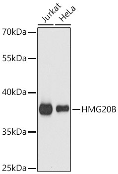 HMG20B Polyclonal Antibody