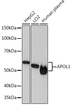 APOL1 Monoclonal Antibody [1A8N2]
