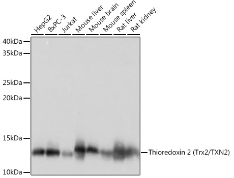 Thioredoxin 2 (Trx2/TXN2) Monoclonal Antibody [9V7J1]