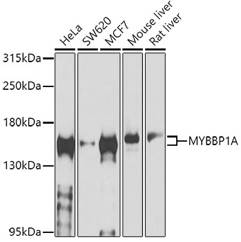 MYBBP1A Polyclonal Antibody