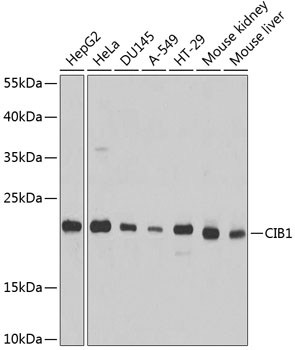 CIB1 Polyclonal Antibody