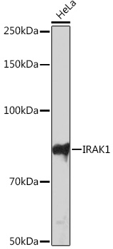 IRAK1 Monoclonal Antibody [1H5U0]