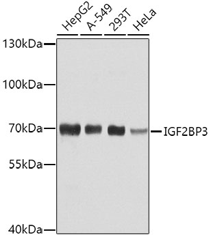 IGF2BP3 Polyclonal Antibody