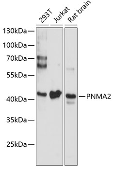 PNMA2 Polyclonal Antibody