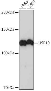 USP10 Monoclonal Antibody [9L6F3]