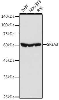 SF3A3 Polyclonal Antibody