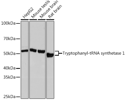 Tryptophanyl-tRNA synthetase 1 Monoclonal Antibody [3B2F10]