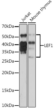 LEF1 Monoclonal Antibody