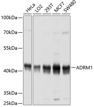 ADRM1 Polyclonal Antibody&nbsp;<img src="images/icon_newarrival.gif" alt="new" border="0">