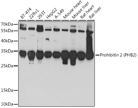 Prohibitin 2 (PHB2) Polyclonal Antibody