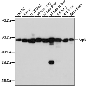 Arp3 Monoclonal Antibody [8K4F2]