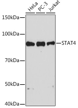 STAT4 Monoclonal Antibody [10H10O9]