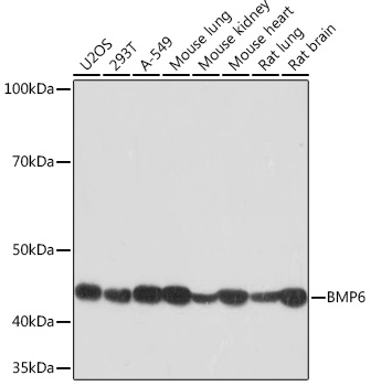 BMP6 Monoclonal Antibody [6N5S9]