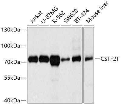 CSTF2T Polyclonal Antibody