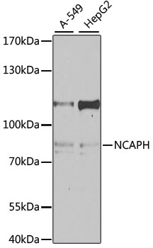 NCAPH Polyclonal Antibody