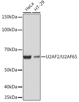 U2AF2/U2AF65 Monoclonal Antibody [8E8R9]