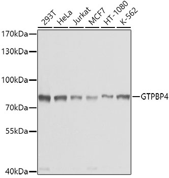 GTPBP4 Polyclonal Antibody