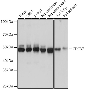 CDC37 Monoclonal Antibody [6X0A3]