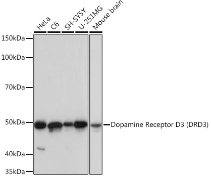 Dopamine Receptor D3 (DRD3) Monoclonal Antibody [5L1P4]