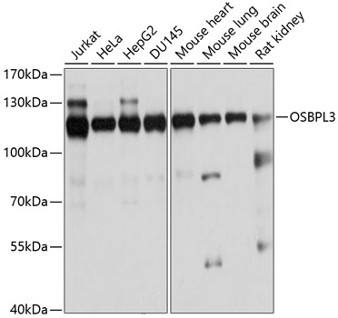 OSBPL3 Polyclonal Antibody