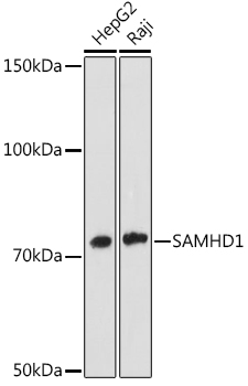 SAMHD1 Monoclonal Antibody [4C7B3]
