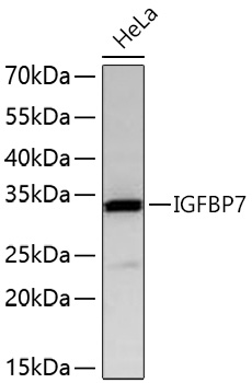 IGFBP7 Monoclonal Antibody