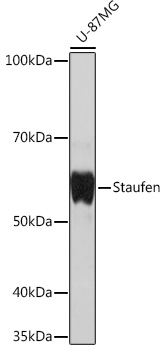 Staufen Monoclonal Antibody [8J5A6]