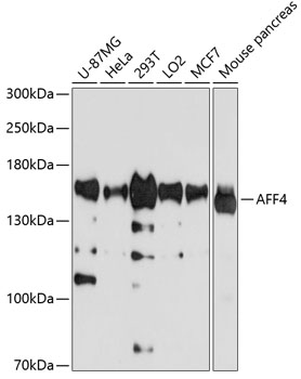 AFF4 Polyclonal Antibody&nbsp;<img src="images/icon_newarrival.gif" alt="new" border="0">