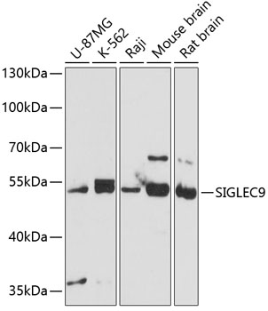 SIGLEC9 Polyclonal Antibody