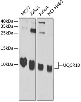 UQCR10 Polyclonal Antibody