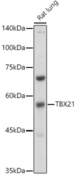 TBX21 Polyclonal Antibody