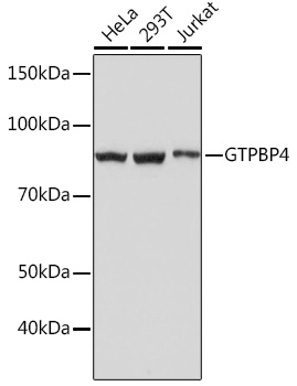 GTPBP4 Monoclonal Antibody [7O5L6]