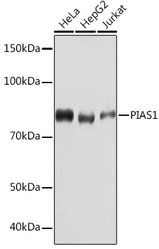PIAS1 Monoclonal Antibody [3J2O8]