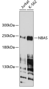NBAS Polyclonal Antibody