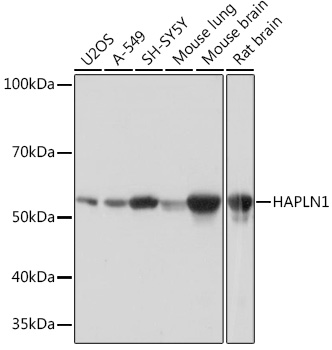 HAPLN1 Monoclonal Antibody [5O9U2]