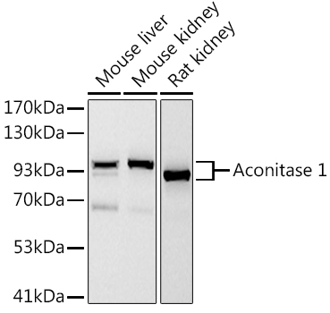 Aconitase 1 (ACO1) Monoclonal Antibody [3V5A3]&nbsp;<img src="images/icon_newarrival.gif" alt="new" border="0">
