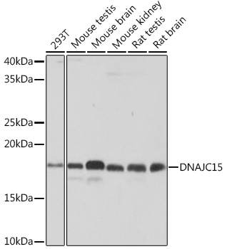 DNAJC15 Monoclonal Antibody [7D7X7]