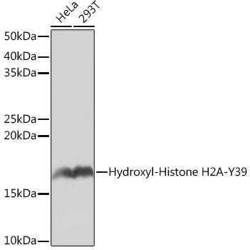 Hydroxyl-Histone H2A-Y39 Monoclonal Antibody [2J2Q7]