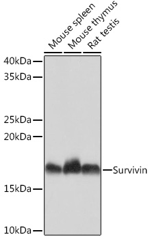 Survivin Monoclonal Antibody