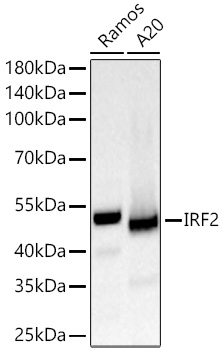 IRF2 Monoclonal Antibody [8M2N4]