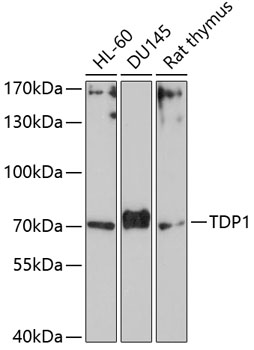 TDP1 Polyclonal Antibody