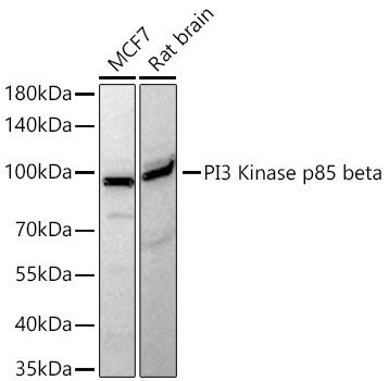 PI3 Kinase p85 beta Monoclonal Antibody [6E2F5]
