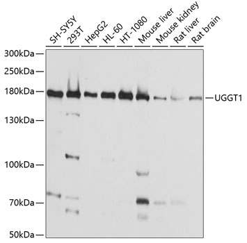 UGGT1 Polyclonal Antibody