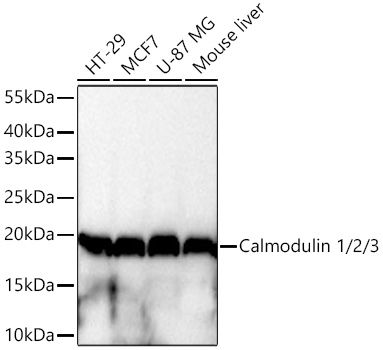 Calmodulin 1/2/3 Monoclonal Antibody [10W3Y7]